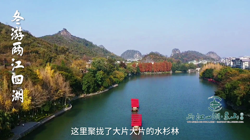2020冬游桂林两江四湖之桂湖水杉美景