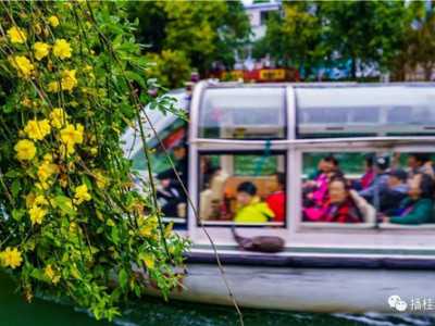 阳春三月 到桂林两江四湖看“花花世界”