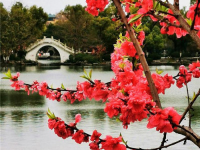 被誉为桂林城中巨大空调机、氧吧和吸尘器的两江四湖花红正艳