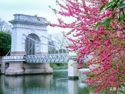 有图有真相！桂林两江四湖的桃花出奇的漂亮