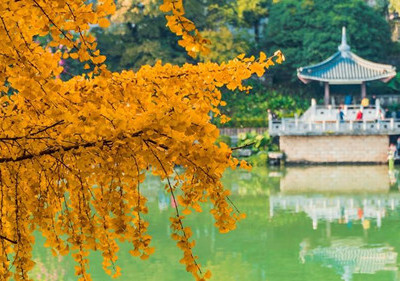 色彩魔法季：两江四湖景区银杏将至最佳观赏期