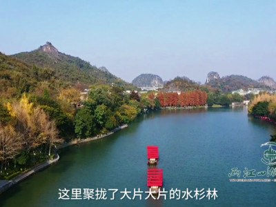 2020冬游桂林两江四湖之桂湖水杉美景