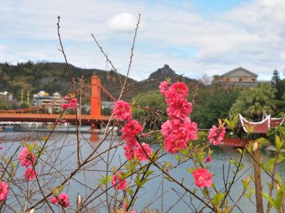 【图文欣赏】2021两江四湖春暖花开桃花红