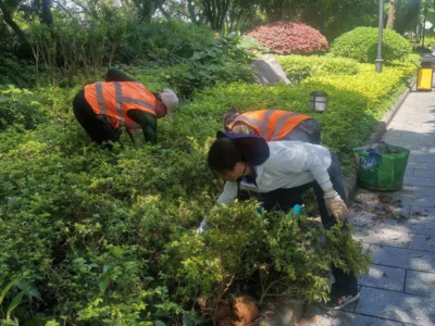 抓住苗木栽植黄金期，提高景区绿化存活率