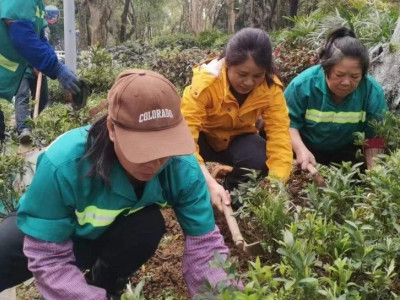 春风化雨添新绿  春季补植正当时------两江四湖公司开展春季补植补种工作