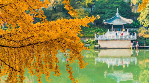 色彩魔法季：两江四湖景区银杏将至最佳观赏期